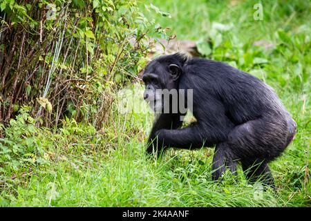 Single Chimpanzee Pan troglodytes im Profil durch Gras und Unterholz bewegen Stockfoto