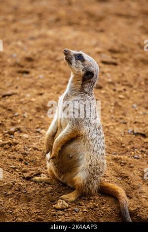 Single Meerkat Suricata suricatta aus der Nähe auf sandigen Boden Blick nach oben Stockfoto