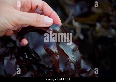 Die Dulse (palmaria palmata) wird von Hand an felsigen Ufern geerntet Stockfoto