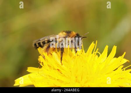 Nahaufnahme einer weiblichen Pantaloon-Biene, Dasypoda hirtipes, die auf einer gelben Blume auf dem Feld sitzt Stockfoto