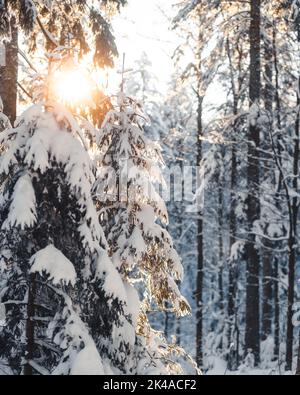 Eine strahlende Sonne scheint hinter den verschneiten Bäumen im Wald - toll für eine Tapete Stockfoto