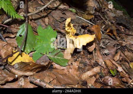 Gelbe Pfifferlinge Pilze auf dem Waldboden bedeckt mit abgefallenen Blättern im Herbst, girolle, Cantharellus cibarius Stockfoto