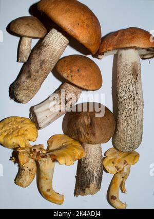 Sammlung von frisch gepflückten Leccinum aurantiacum, leccinum griseum und Pfifferlinge-Pilze, essbare und Delikatesse Pilze aus dem europäischen Wald Stockfoto