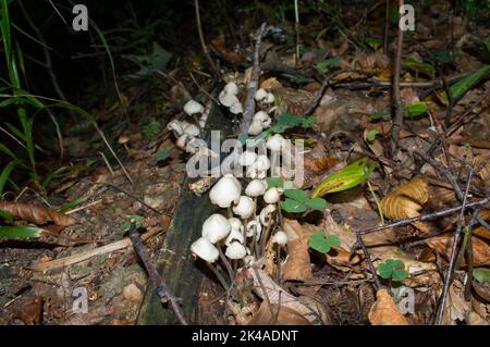 Weiße Pilze auf dem Waldboden im Herbst, möglicherweise Gemeine Haube, Mycena galericulata Stockfoto