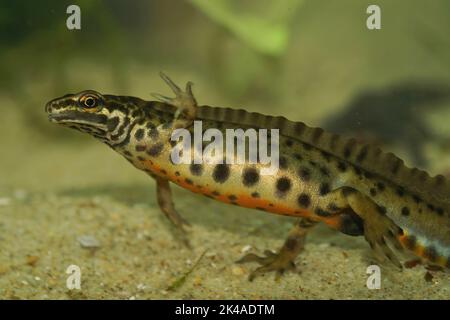 Nahaufnahme eines aquatischen männlichen European Common Smooth Molch, Lissotriton vulgaris, in der Brutzeit mit seinem Wappen Stockfoto