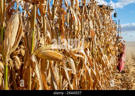 Maisfeld im Herbst während der Maisernte. Mähdrescher im Hintergrund. Landwirtschaft, Ernte, Agrarhandel und Exportkonzept. Stockfoto