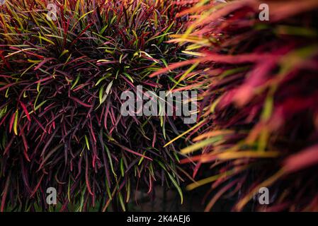 Feuer Croton oder Codiaeum variegatum Laub. Schmale Blätter von Zanzibar Croton Stockfoto