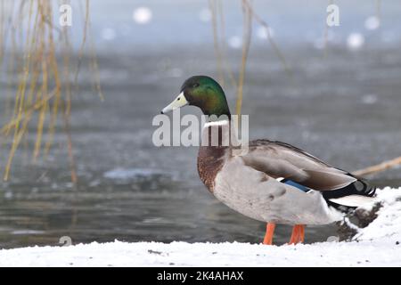 Duck , Kilkenny Castle Park, Kilkenny, Irland Stockfoto