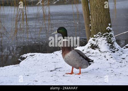 Duck , Kilkenny Castle Park, Kilkenny, Irland Stockfoto