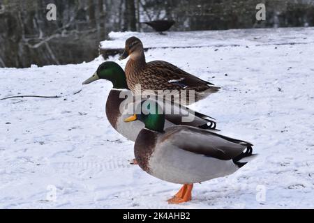 Duck , Kilkenny Castle Park, Kilkenny, Irland Stockfoto