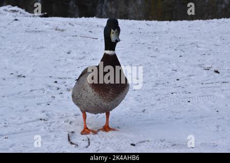 Duck , Kilkenny Castle Park, Kilkenny, Irland Stockfoto