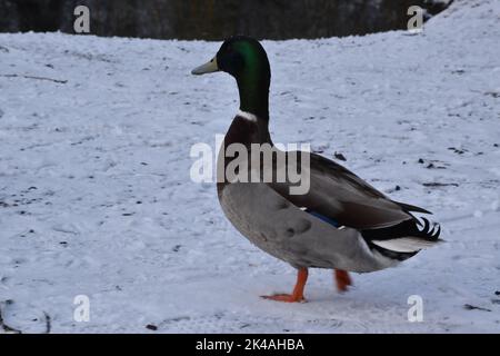 Duck , Kilkenny Castle Park, Kilkenny, Irland Stockfoto