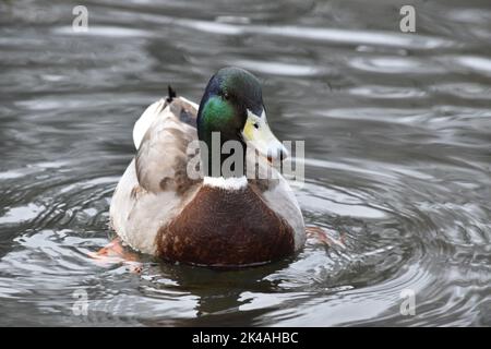 Duck , Kilkenny Castle Park, Kilkenny, Irland Stockfoto