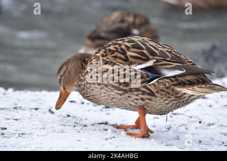 Duck , Kilkenny Castle Park, Kilkenny, Irland Stockfoto