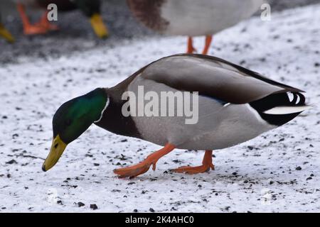 Duck , Kilkenny Castle Park, Kilkenny, Irland Stockfoto