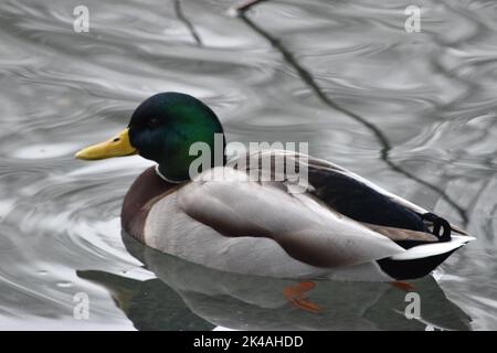 Duck , Kilkenny Castle Park, Kilkenny, Irland Stockfoto