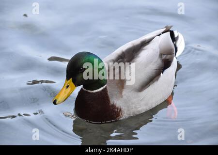 Duck , Kilkenny Castle Park, Kilkenny, Irland Stockfoto