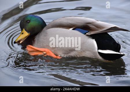 Duck , Kilkenny Castle Park, Kilkenny, Irland Stockfoto