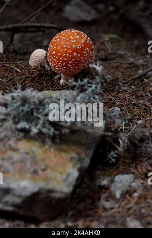 Eine vertikale Aufnahme eines rotbedeckten Pilzes, der auf einem Waldboden wächst Stockfoto