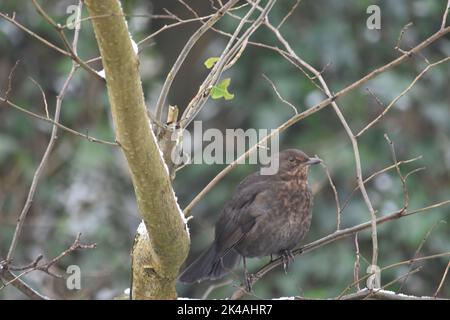 Singdrossel, Canal Walk, Kilkenny, Irland Stockfoto