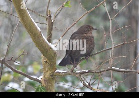 Singdrossel, Canal Walk, Kilkenny, Irland Stockfoto