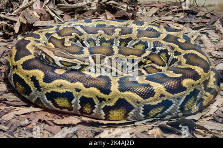 Nahaufnahme einer burmesischen Python-Schlange, Python bivittatus, aufgerollt und statisch auf dem Boden. Stockfoto