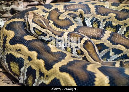 Nahaufnahme einer burmesischen Python-Schlange, Python bivittatus, aufgerollt und statisch auf dem Boden. Stockfoto