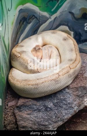 White Ball Python, Python regius, auch als Royal Python bezeichnet. Stockfoto