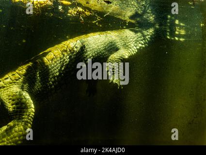 Ein Krokodil im Wasser durch Glasfenster im Krokodilpark von Chennai Stockfoto