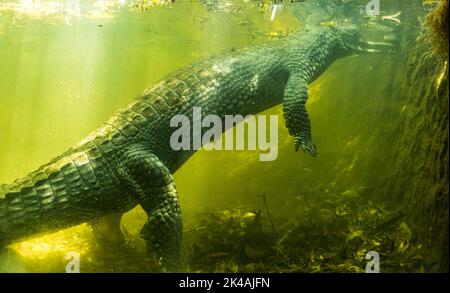 Ein Krokodil im Wasser durch Glasfenster im Krokodilpark von Chennai Stockfoto