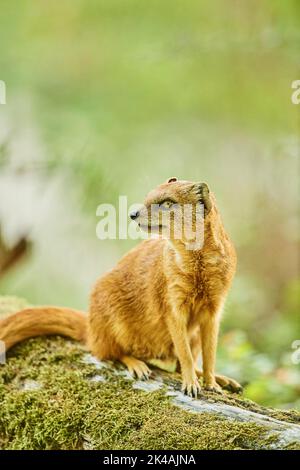 Gelbe Mungo (Cynictis penicillata) auf dem Boden sitzend, Bayern, Deutschland Stockfoto