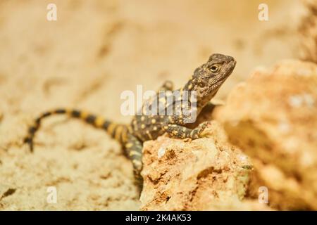 Roughtail Rock Agama (Laudakia stellio) auf einem Felsen, gefangen, Bayern, Deutschland Stockfoto