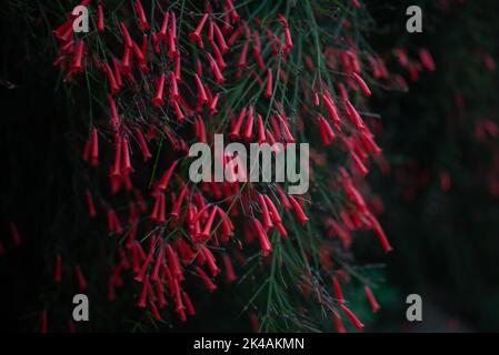 Dunkles, unscharfes Foto der Feuerwerkskörper-Pflanze mit roten Blüten auf schwarzem Hintergrund Stockfoto