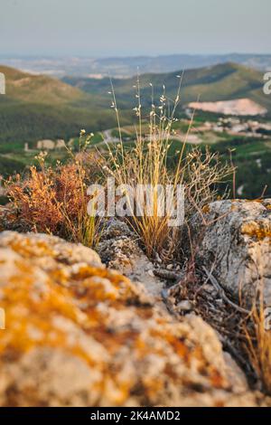 Schaffest (Festuca ovina) wächst am Abend auf dem Berg 'La Talaia del Montmell', Katalonien, Spanien Stockfoto