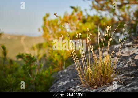 Schaffest (Festuca ovina) wächst am Abend auf dem Berg 'La Talaia del Montmell', Katalonien, Spanien Stockfoto