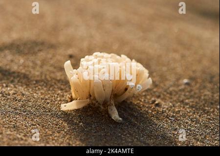 Ausgewaschene Meeresschwamm an einem Strand, ebro-Delta, Katalonien, Spanien Stockfoto