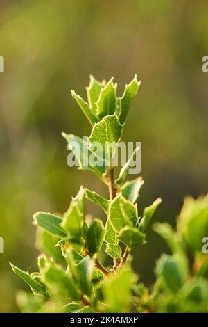 Kermes Eiche (Quercus coccifera) wächst am Abend auf dem Berg 'La Talaia del Montmell', Katalonien, Spanien Stockfoto