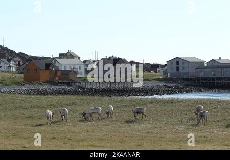 Rentiere (Rangifer tarandus), die in der Tundra am Ufer der Barentssee vor der Kulisse des Hamningbergs, des Arktischen Ozeans, sammeln Stockfoto