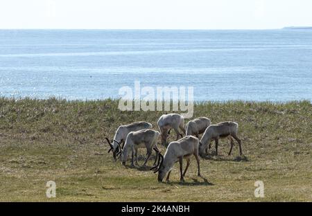 Rentiere (Rangifer tarandus) kleine Herde, die in der Tundra am Ufer der Barentssee, Nordnorwegen, Skandinavien, einsammeln Stockfoto