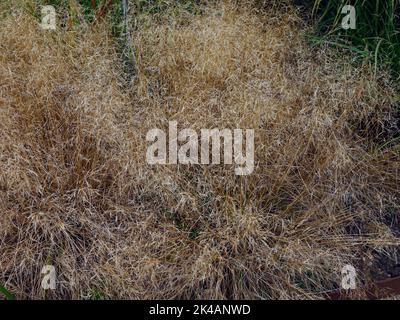 Close up of the soft golden yellow coloured evergreen ornamental tufted hair grass Deschampsia cespitosa Goldtau. Stockfoto