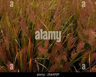 Nahaufnahme des eleganten, aufrecht wachsenden und gebogenen, mehrjährigen Ziergrases Calamagrostis brachytricha mit purpurfarbenen Blütenfedern im Herbst. Stockfoto
