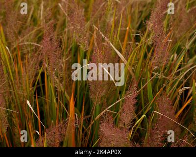 Nahaufnahme des eleganten, aufrecht wachsenden und gebogenen, mehrjährigen Ziergrases Calamagrostis brachytricha mit purpurfarbenen Blütenfedern im Herbst. Stockfoto