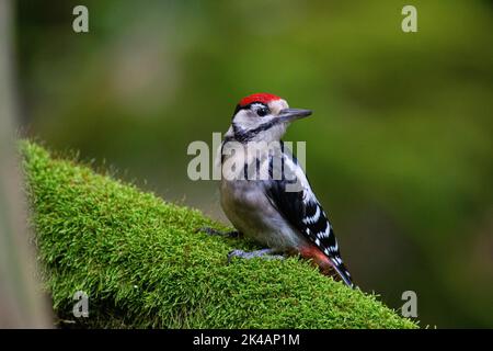 Buntspecht (Dendrocopus major) juvenil, Deutschland Stockfoto