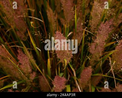 Nahaufnahme des eleganten, aufrecht wachsenden und gebogenen, mehrjährigen Ziergrases Calamagrostis brachytricha mit purpurfarbenen Blütenfedern im Herbst. Stockfoto