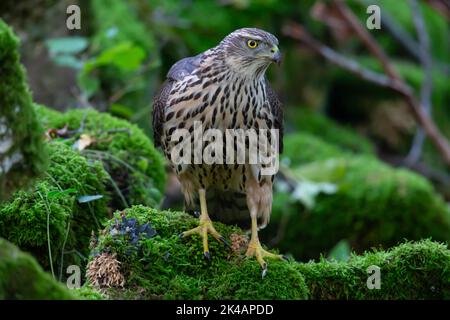 Nördlicher Goshawk (Accipiter gentilis) Jugendlicher Goshawk, Deutschland Stockfoto