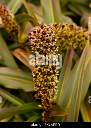 Nahaufnahme der Sämeköpfe der bauchigen Gartenpflanze Eucomis comosa Sparkling Burgundy im Spätsommer und Herbst. Stockfoto