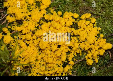 Gelbe, bräunliche Blume, Hexenbutter, gelber, schäumender Fruchtkörper auf grünem Moos Stockfoto
