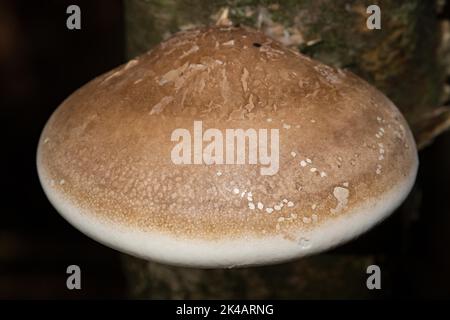 Birke porling weiß-hellbraun Fruchtkörper auf Birkenstamm Stockfoto