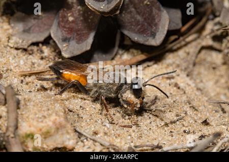 Grasshopper Sandwespe im Sand mit Sandsack in Vorderbeinen, die rechts gesichtet stehen Stockfoto