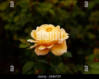 Nahaufnahme einer vollen Blüte der englischen Rose Charles Darwin, mit einer milden gelben Blume im Garten UK. Stockfoto